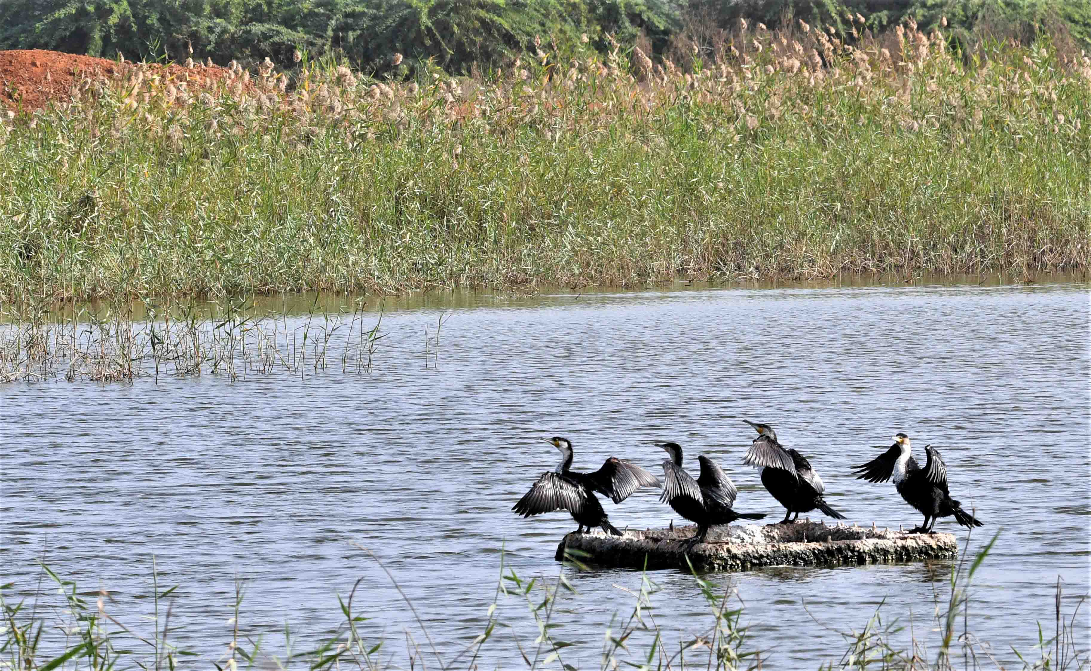 Cormorans à poitrine blanche (White-breasted cormorants, Phalacocrorax lucidus), adultes faisant sécher leur plumage après la pêche, Technopole de Dakar-Pikine, Sénégal.